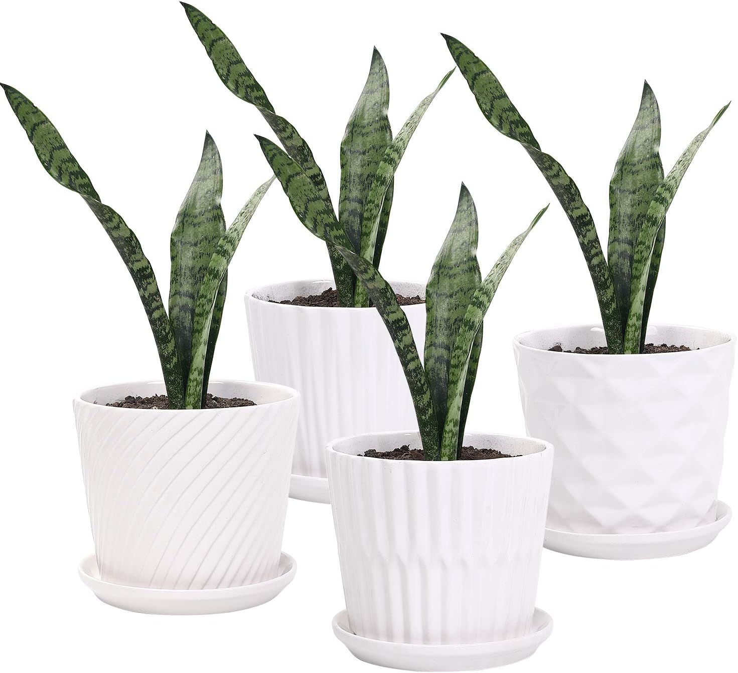 Snake Plant Ceramic - Plant Pots - 5.5 Inch Cylinder
