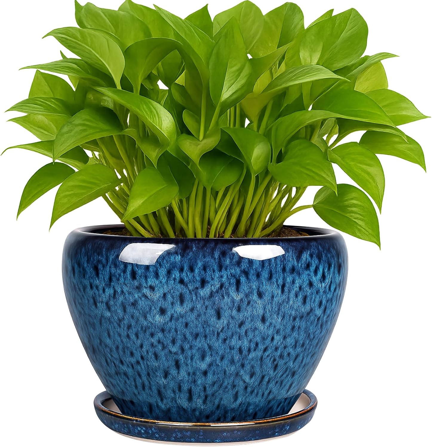 6 Inch Ceramic Plant Pot with  - Snake Plant Ceramic incelemesi ve fiyatı