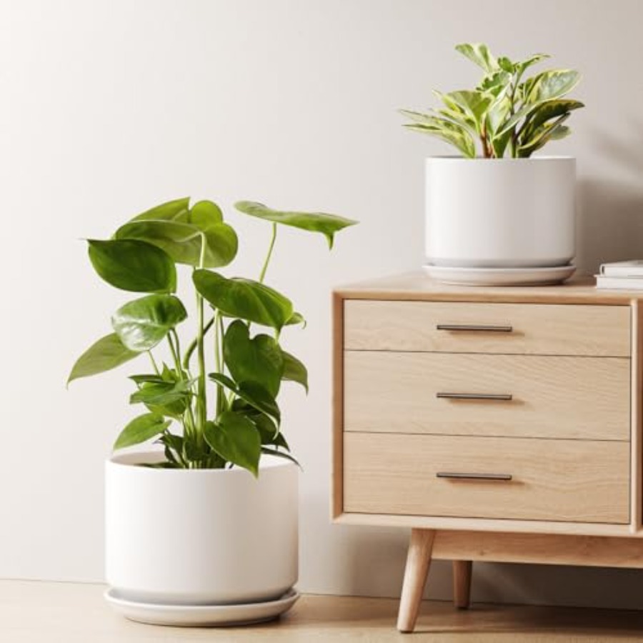 Ceramic Plant Pots Set of 2 8+ - Snake Plant Ceramic incelemesi ve fiyatı