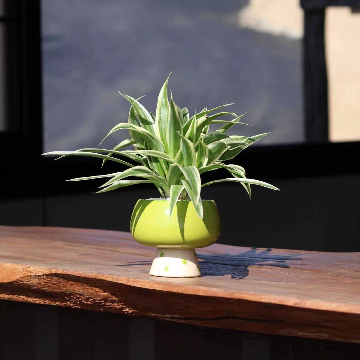 small vase table decor Highly  - Snake Plant Ceramic incelemesi ve fiyatı